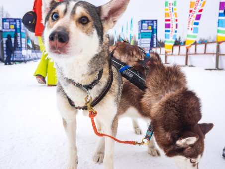 Карелия SKI FEST